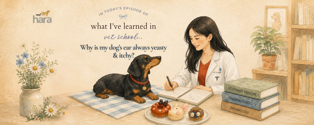Yeasty Dog Ears: Why It Keeps Coming Back